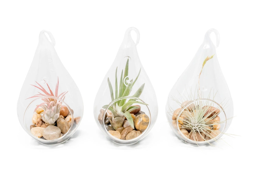 Teardrop Glass Terrariums