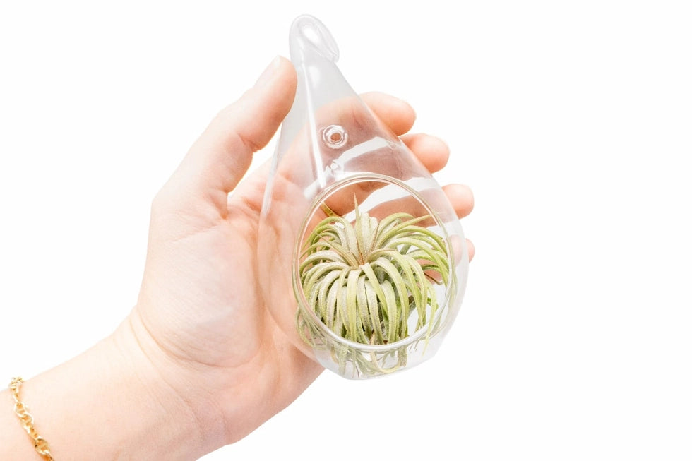 Teardrop Glass Terrariums